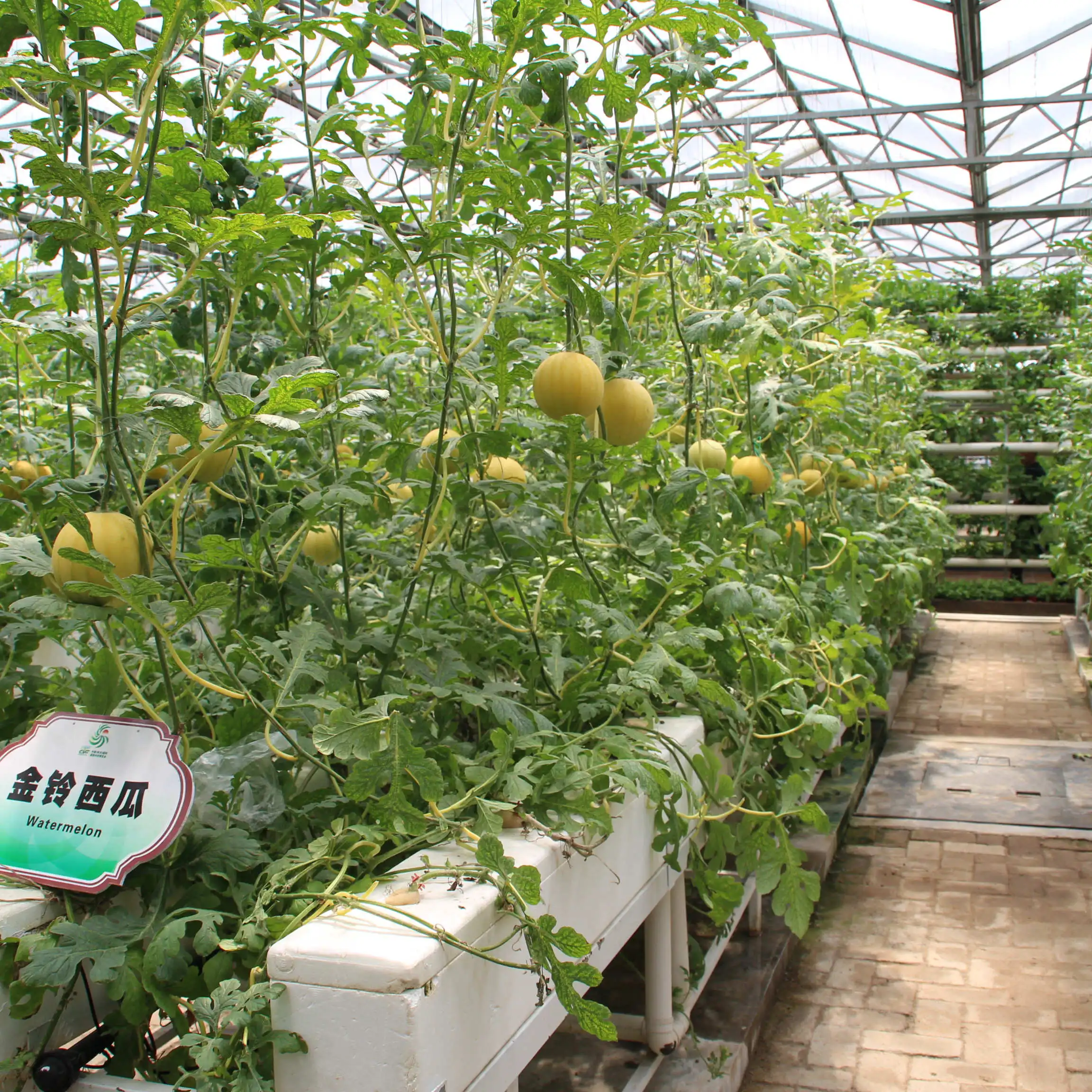 Dutch Barrel Drip Irrigation Planting Balcony Planting Soilless Equipment Tomato Strawberry Pvc Cultivation