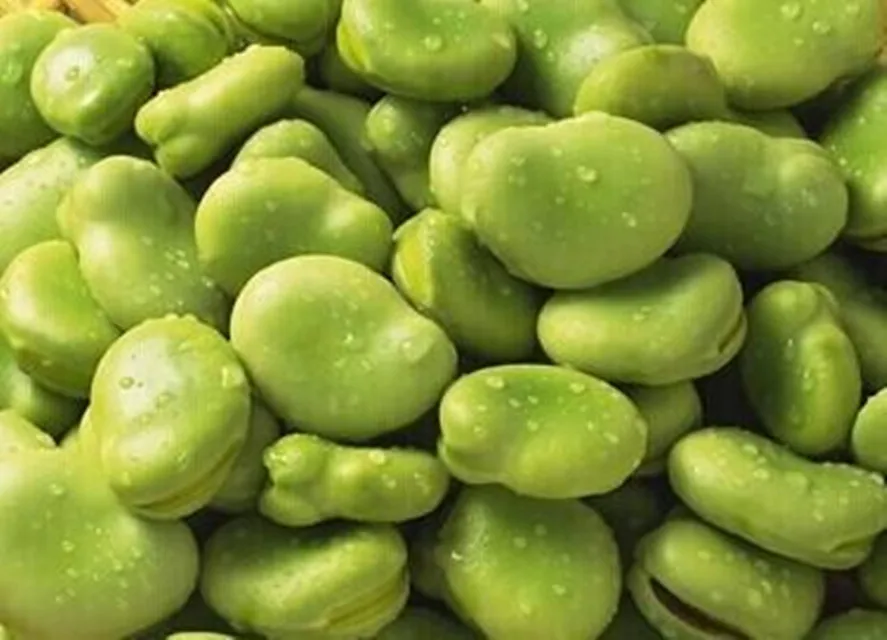 
IQF frozen broad beans with best quality and hot price 