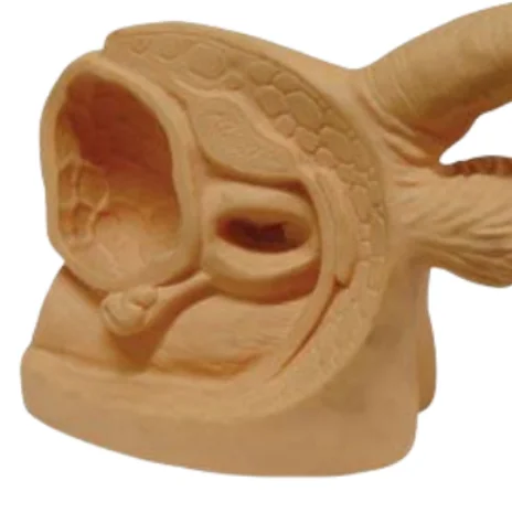 ADA  Anatomical model Advanced Male Internal & External Genital Organs and Male Genital Organ Model For Students To Learning