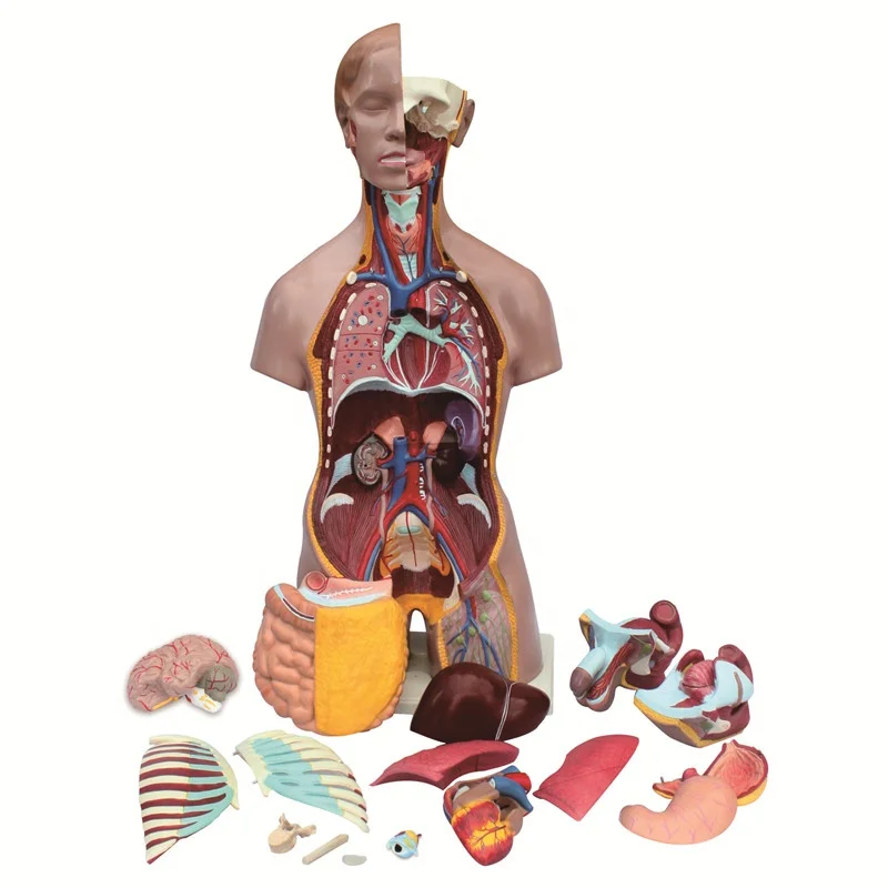 Human anatomical models selling human torso model anatomy model
