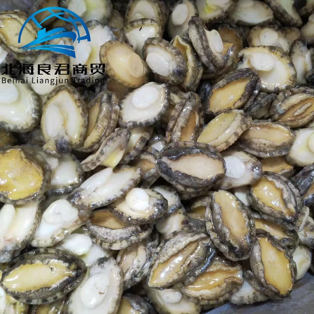 Wholesale new seafood products from China nutritious and delicious abalone food frozen seasonal plate haliotis discus hannai