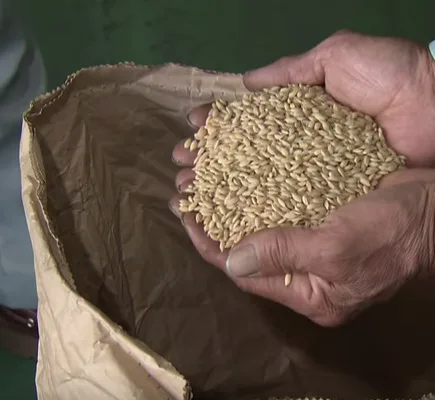 Japanese rice grain white made by diamond Prize recipients