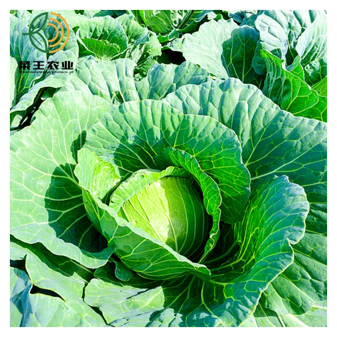 
fresh delicious cabbage green big cabbage 