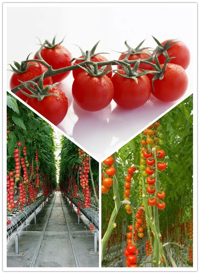 
Multi-span Tomato Greenhouse / Automatic Hydroponic Greenhouse System/Hydroponic Growing System 