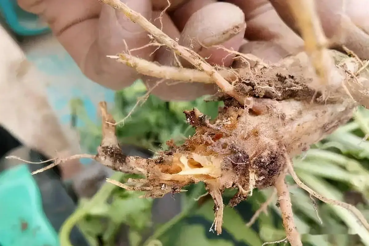 Good Plant Growth Base Biofertilizer Biological Organic Control Solve Rotten Root Soil Hardening