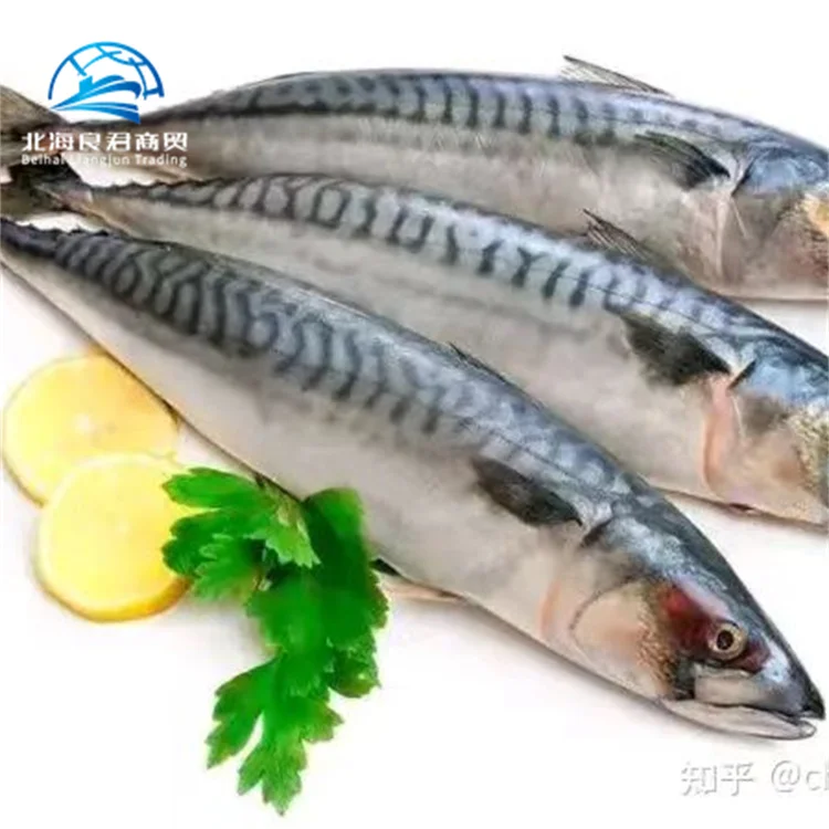 Оптовая продажа низкая цена экспорт свежих морепродуктов Норвегия замороженная скумбрия испанская чабля Тихоокеанская весь раунд