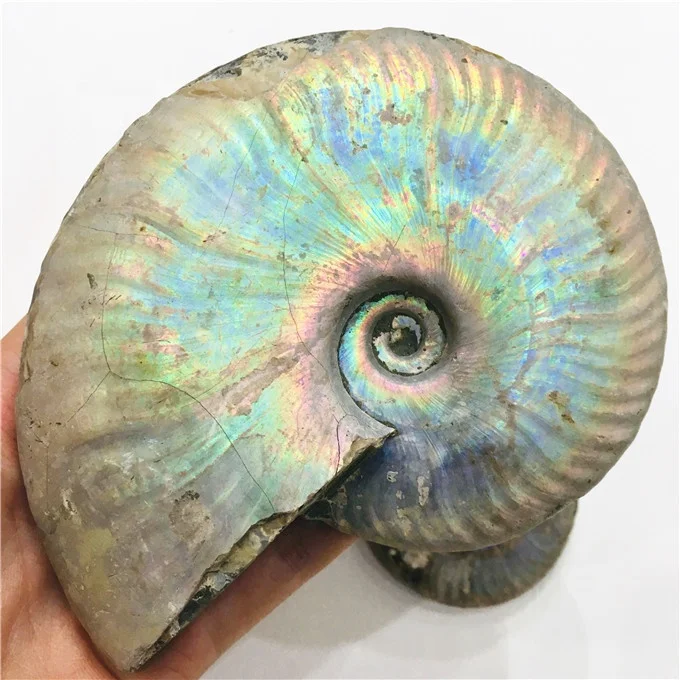 Wholesale rainbow shiny ammonite snail conch fossil for home decoration