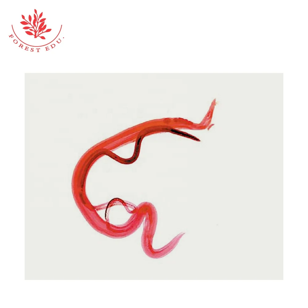 Lab Teaching Parasite Microscope Prepared Slides Teaching Resources Parasite Prepared Slides Hot Sale Parasite Slides