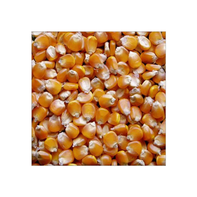 High End Agriculture Price Cereal Yellow Maize Corn Kernels From South Africa