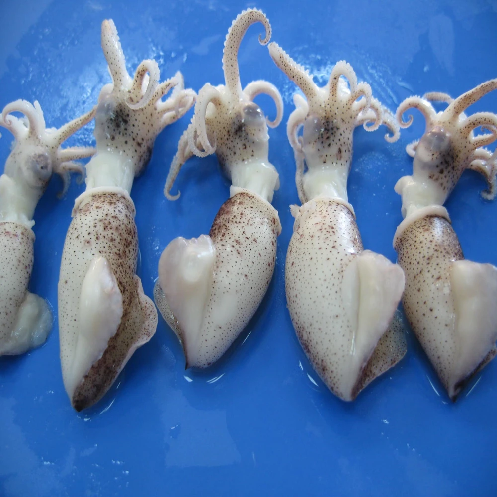 
best sale baby squid (IQF) 