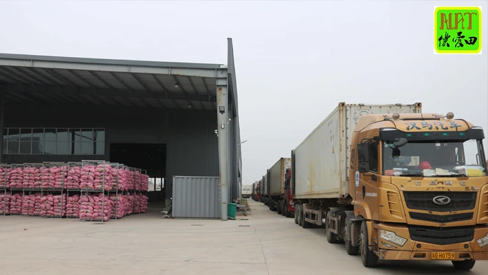 hot sale 5cm fresh white garlic wholesale good price 2024 newest crop normal white garlic export with GLOBAL GAP