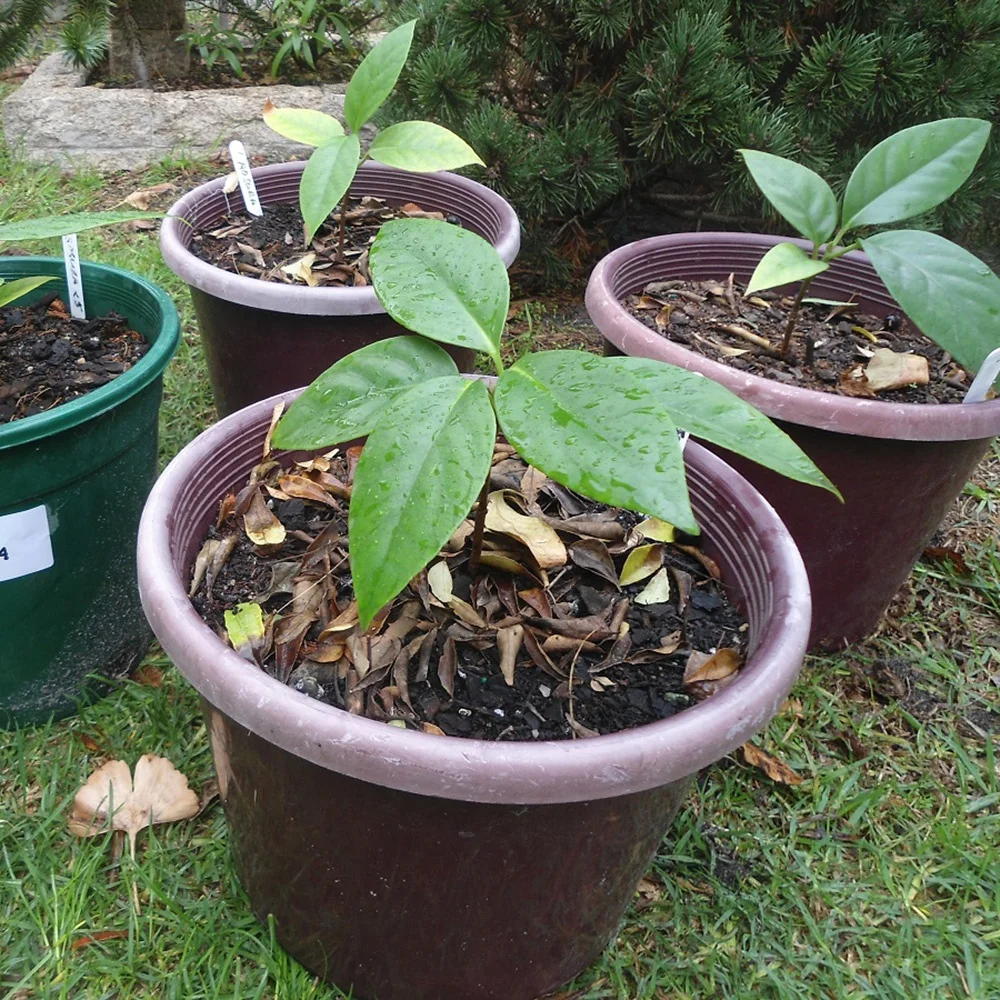 Cheap wholesale fruit plant seedling Kadsura coccinea