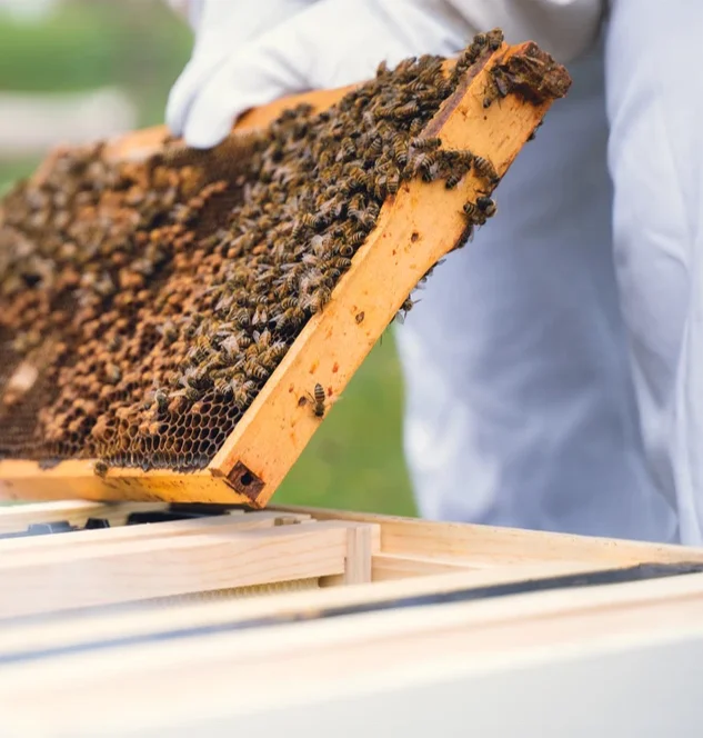 Benefitbee beekeeping honey bee hive box wooden custom beehive with queen excluder plastic