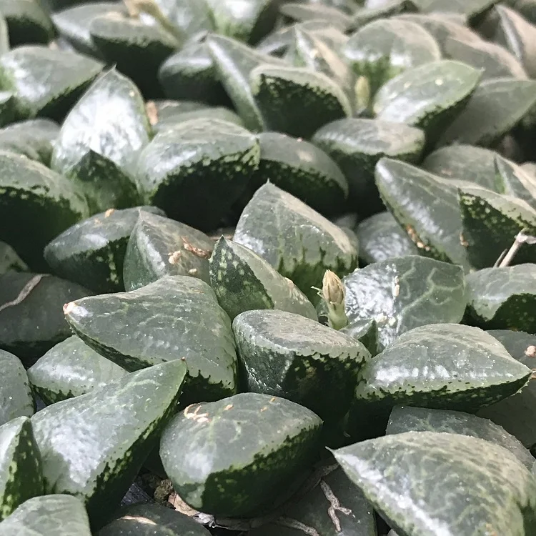 
succulents wholesale live natural indoor haworthia succulent plant 