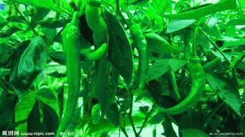 Diammonium phosphate (DAP cas no:7783-28-0)