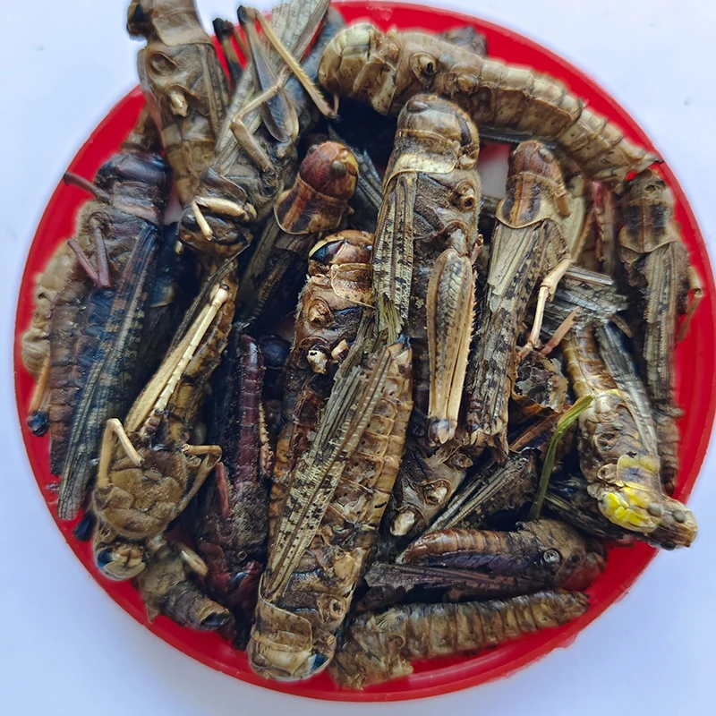 Excellent Source of Calcium & Phosphorus. Ideal for Strengthening Bones in Pets & Poultry.Dried Grasshopper