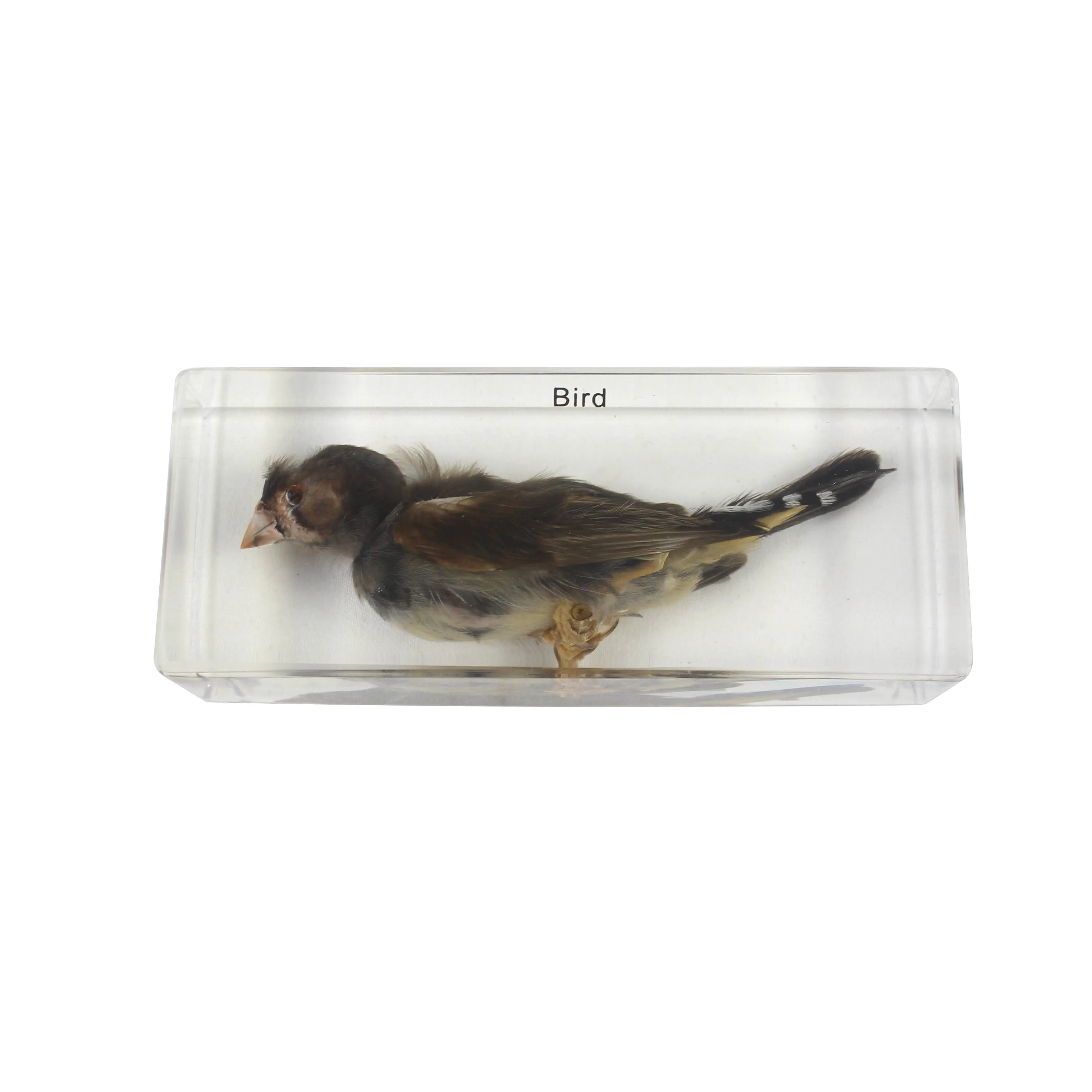Kids learning preschool educational equipment collection toy real bird animal specimens zebra finch specimen