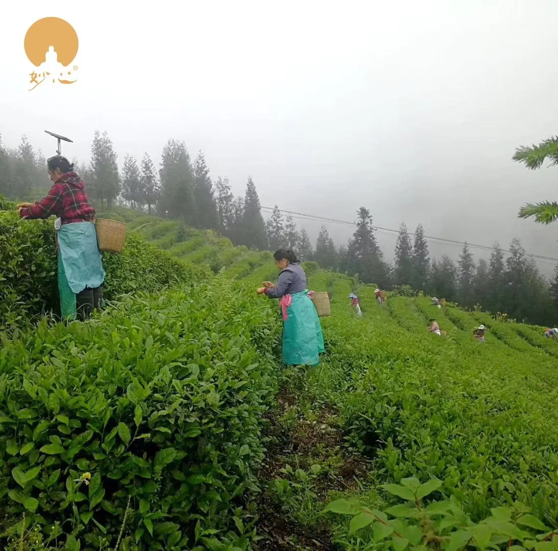 The Taste of World Champion- Miaopin Premium Organic Dried Black Tea Loose Leaf Health Tea Bulk Packed Slimming Tea