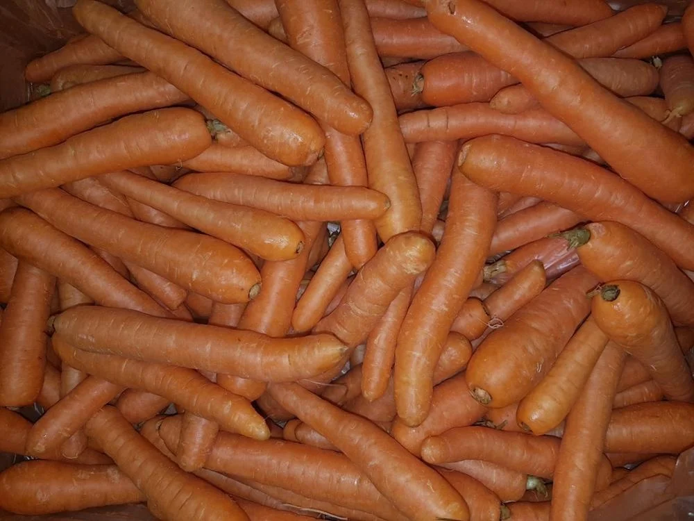 2020 Greek bulk vegetables carrot harvester fresh carrots