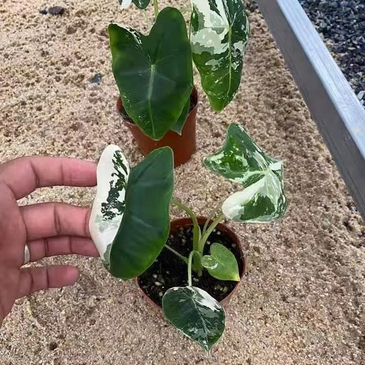 
Wholesale plants Alocasia frydek live plants Indoor bonsai plants 