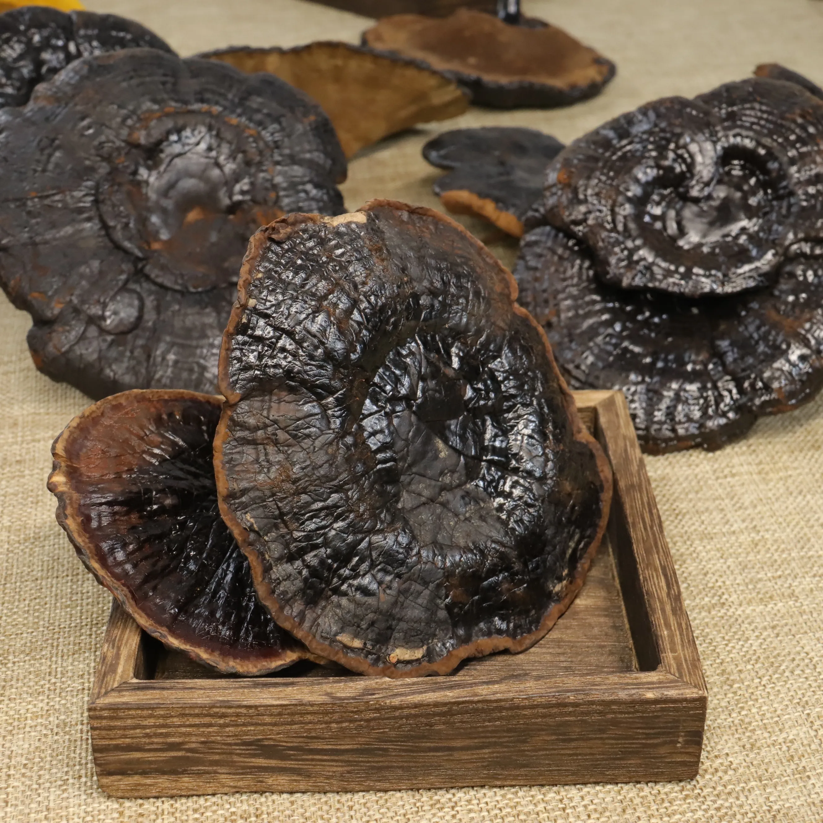 Premium Bulk Pure Black Ganoderma lucidum Organic Reishi Extract Reishi Mushroom Extract