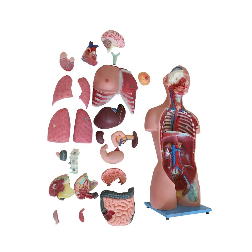 Quality Body Human Interactive Medical Science Anatomical Model High Simulation Anatomy Models