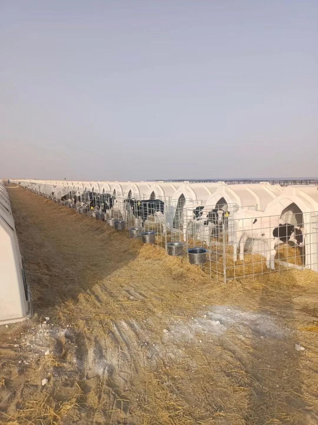 Cow Calf Hutches /houses