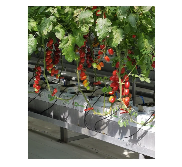 Greenhouse Tomatoes Farming Greenhouse Modern Agriculture Technology