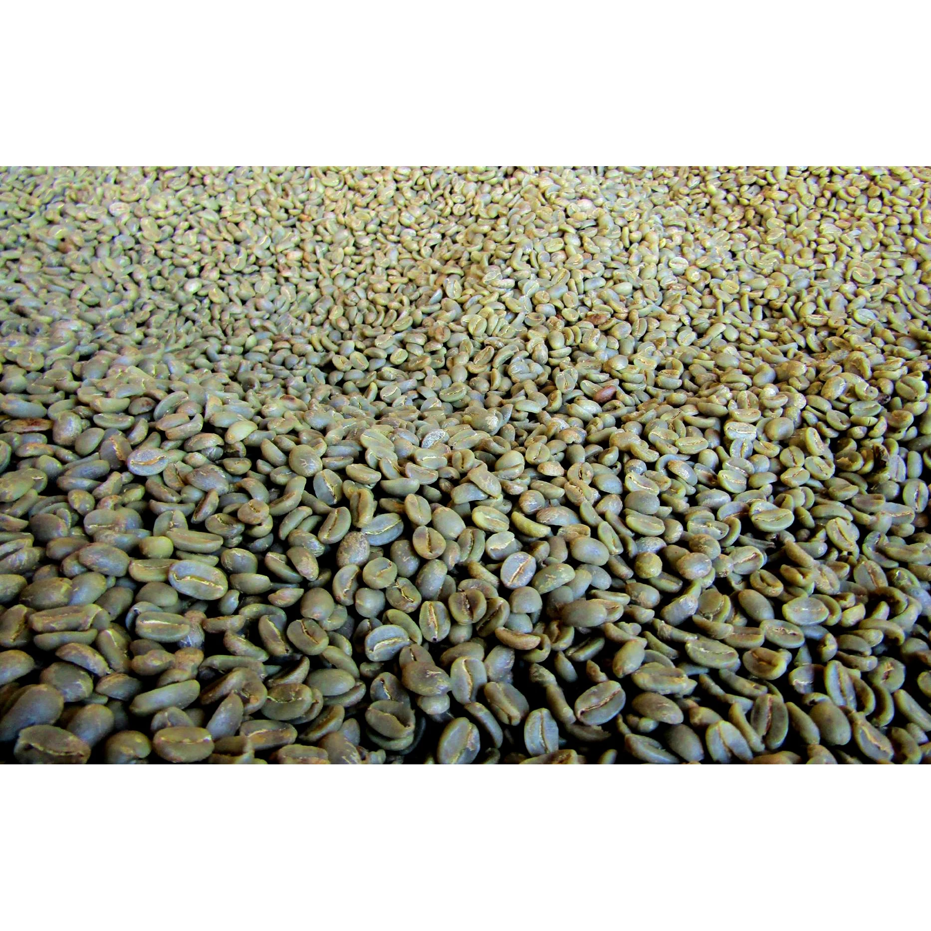 
Premium Quality New Crop 100LB Packaging Green Real Bean Coffee 