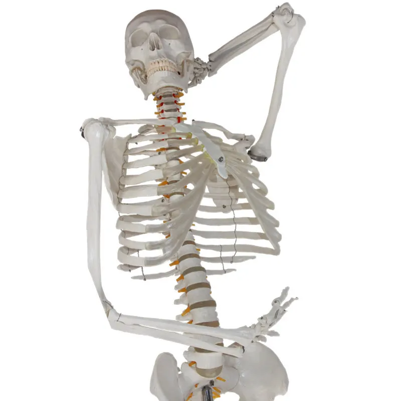 Standard Naturally large detachable height 175cm Human Skeleton Model Material PVC