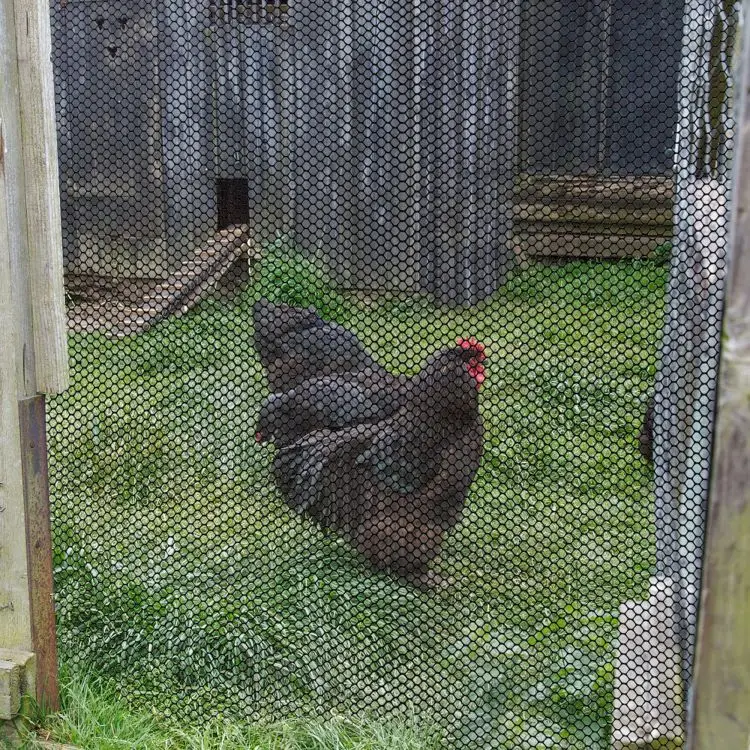 Robust Colored Hexagonal Plastic Mesh for Temporary Garden Fencing to Protect from Yard Poultry and Pests
