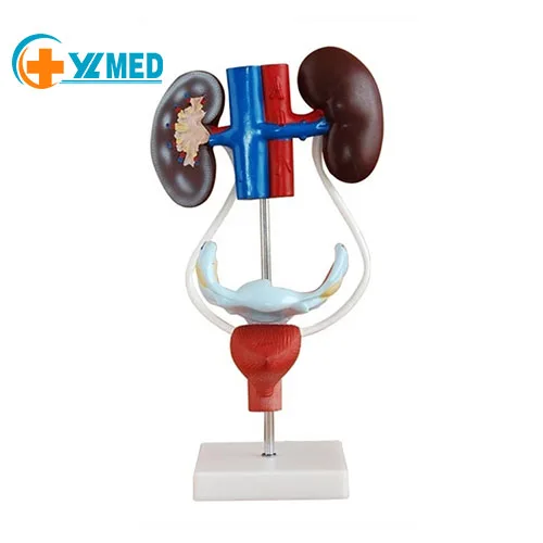 Медицинская демонстрация материала и анатомии из ПВХ модель женской вагины мочеполовой системы