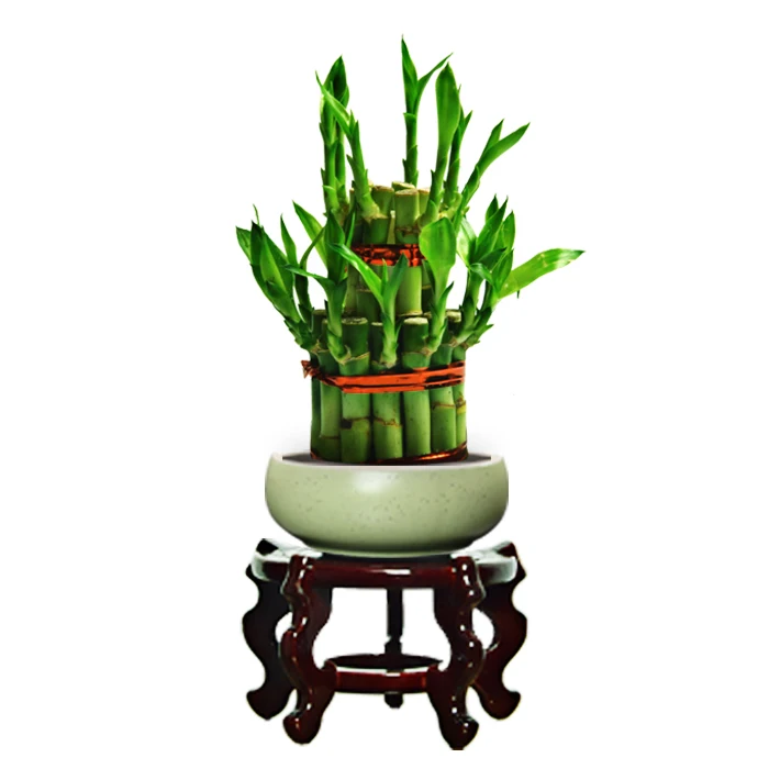 
Fresh Green Leaf Lucky Bamboo 2 Layer 3 layers lucky bamboo For Sale 