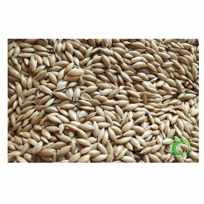 Pure Natural Canary Seeds For Birds Food