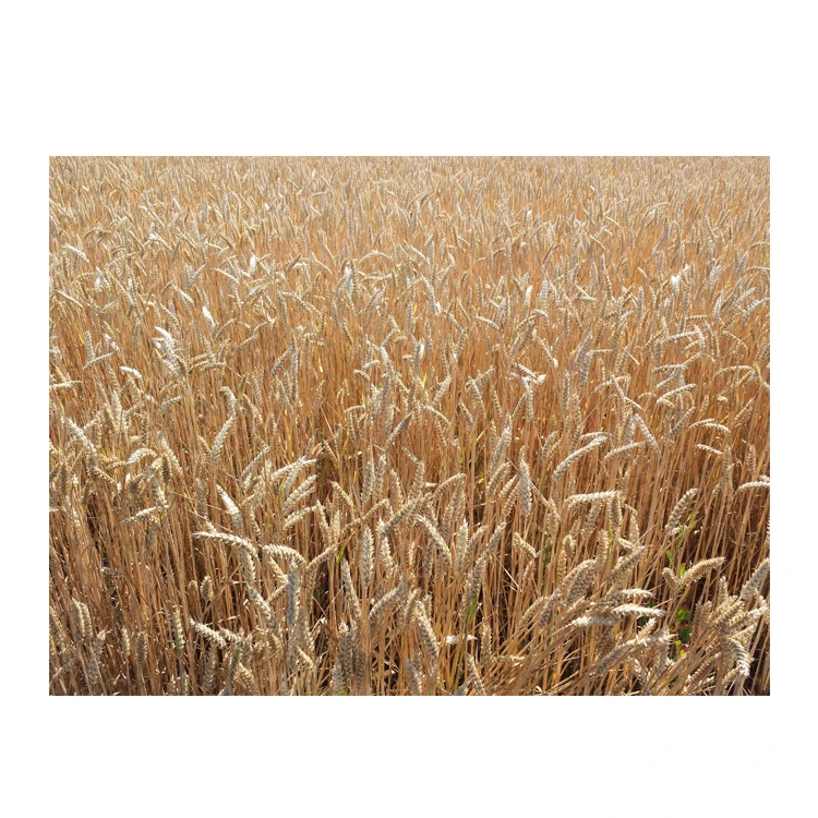 Wholesale Good Quality At Factory Price Golden Wheat Wheat Wheat Straw Products
