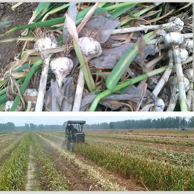 Hot selling Garlic harvester/combined harvester for peanut/garlic digging machine