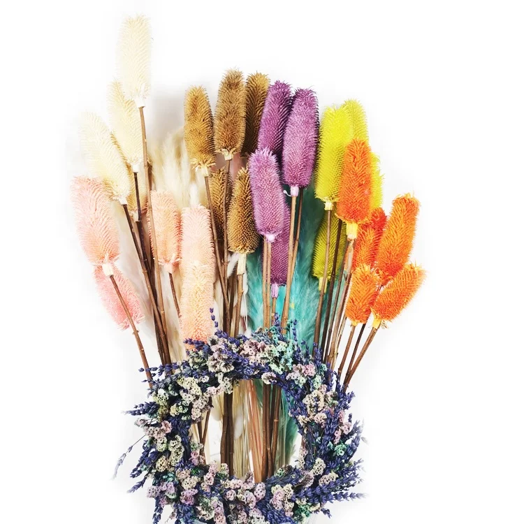 summer flora Wholesale natural dried More grain fruit for home Christmas  Decoration dried flower dipsacus sativus
