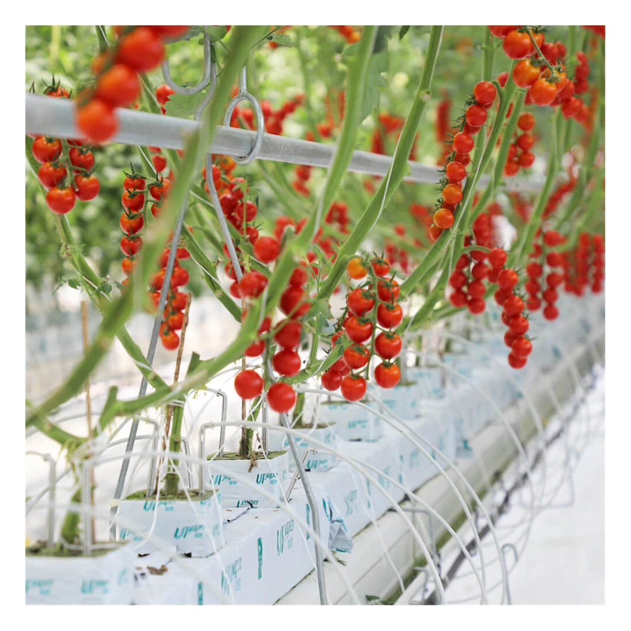 UPuper China manufacturer greenhouse planting hydroponic 4 inches rock wool block tomato growing