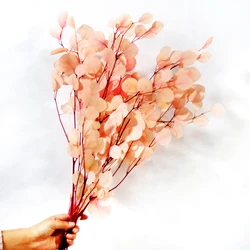 GH-031 Preserved eucalyptus branches silver dollar eucalyptus for vase wedding flower arrangements