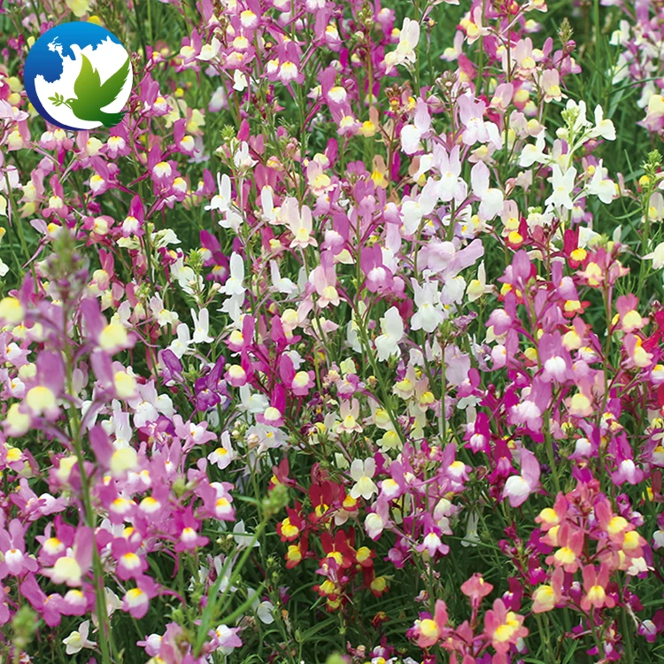 
Perennial Summer Ornamental Flower Seeds Toad Vulgaris Linaria Toadvertisement Flax Toadflax Seeds 