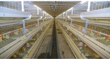 Automatic A Type Battery Chicken Layer Battery Cage System For Eggs Laying Hens Breeding Equipment