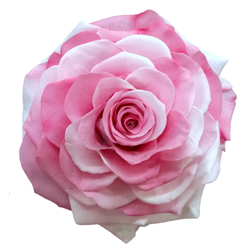 Wholesale AA Grade A Premium Quality 9-10cm Rainbow Preserved Rose Head