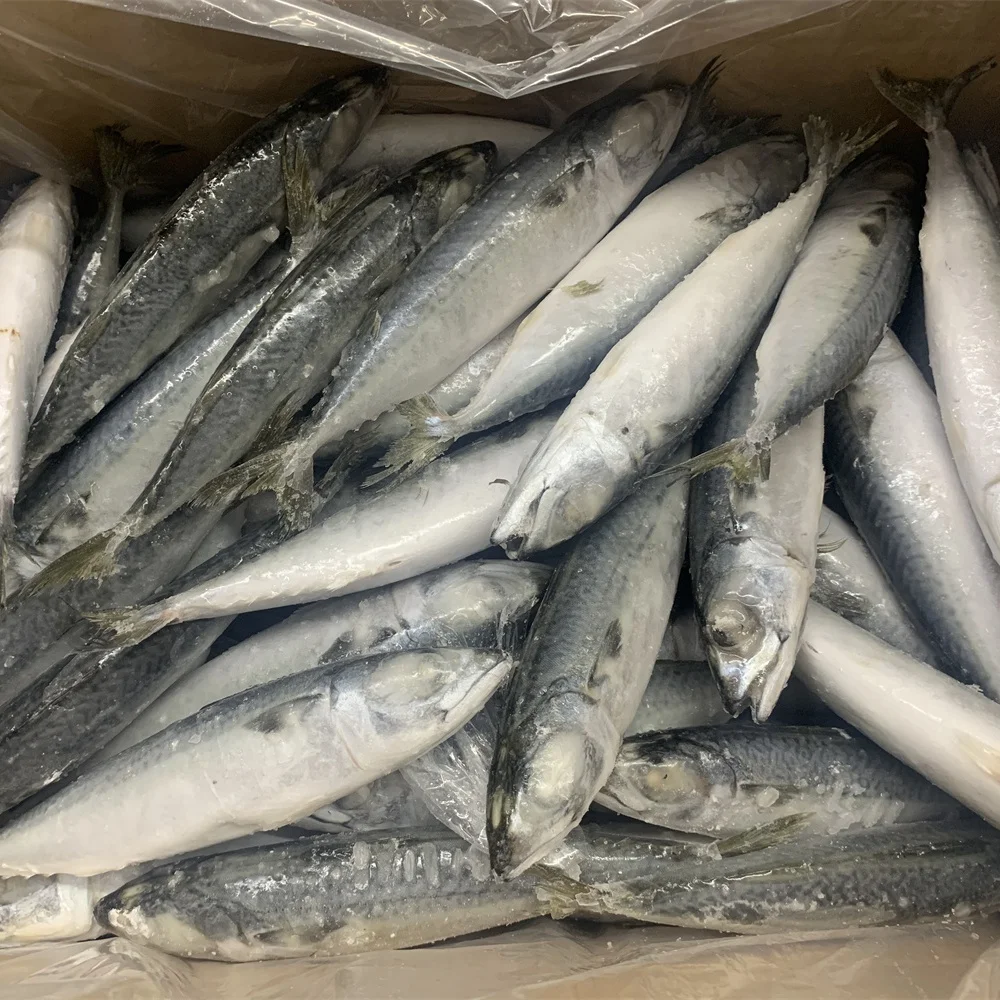 Морская и замороженная Тихоокеанская скумбрия цены на рыбу