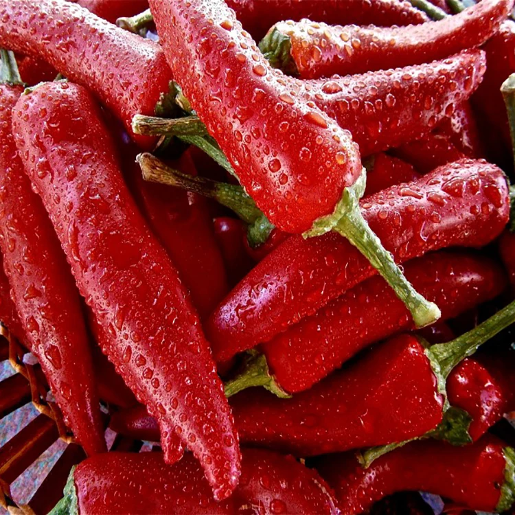 Guochen GC2030 Hot  promotion  fresh frozen  chili/pepper (stem/stemless)