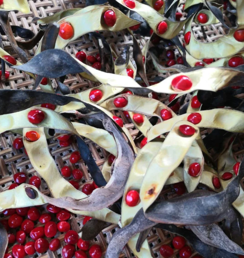 Wholesale Natural Bodhi Necklace Red Beans Acacia Beans KN-jn002 Kukui Leis Fashion Jewellery Wearing