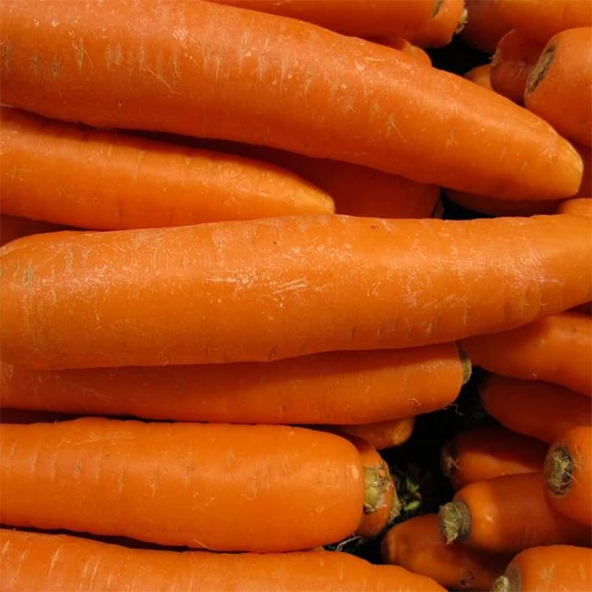 China Export Fresh Carrot 80-150g Cartons Low Price Shandong Xiamen Origin Chinese Fresh Vegetable Carrots