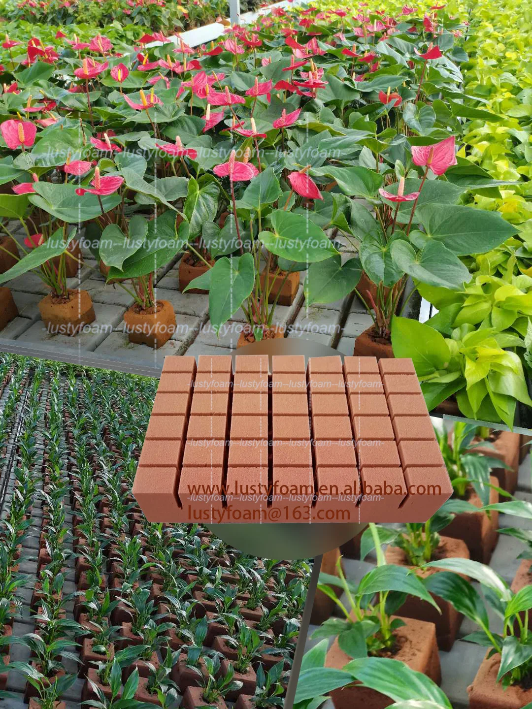 transplant foam12.jpg