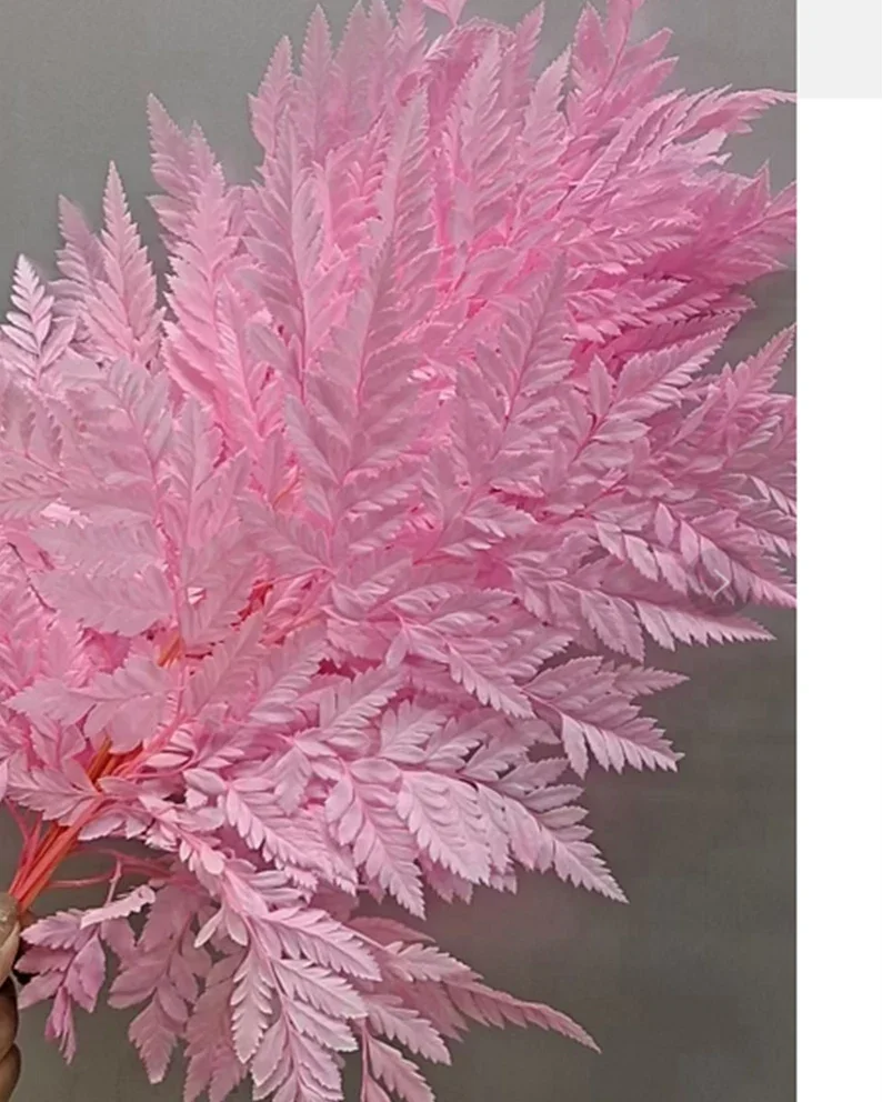 High Quality  Real Preserved Flower Natural Dried Fern Leaf  Dried Flowers For Decoration