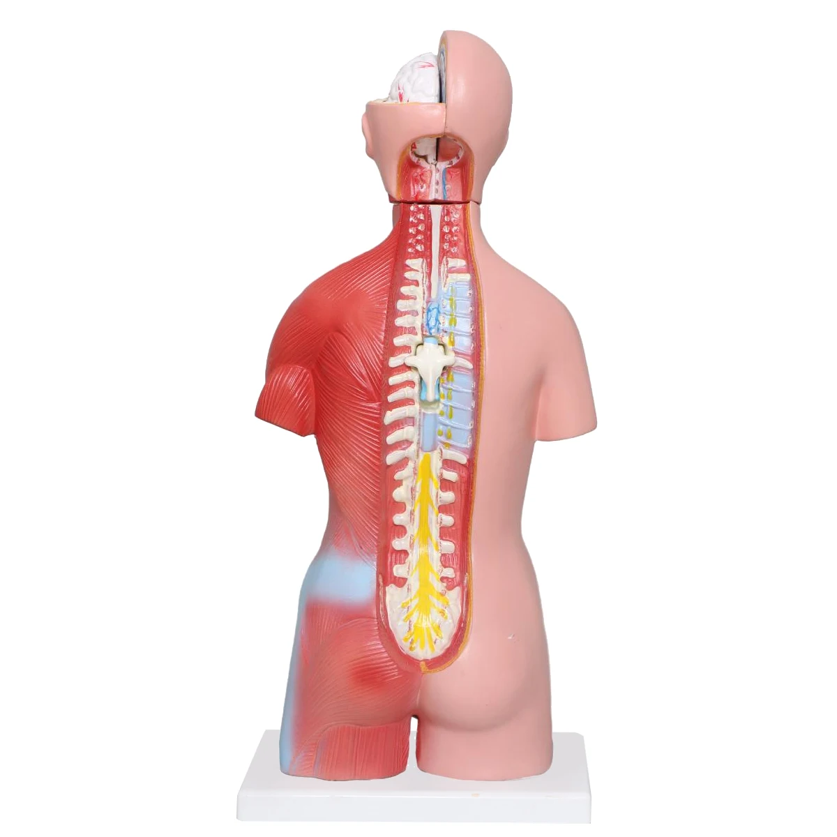 Factory  Human Torso Anatomy Model medical anatomical model medical science  Mannequin Medical Science 42CM Torso 23Parts Torso