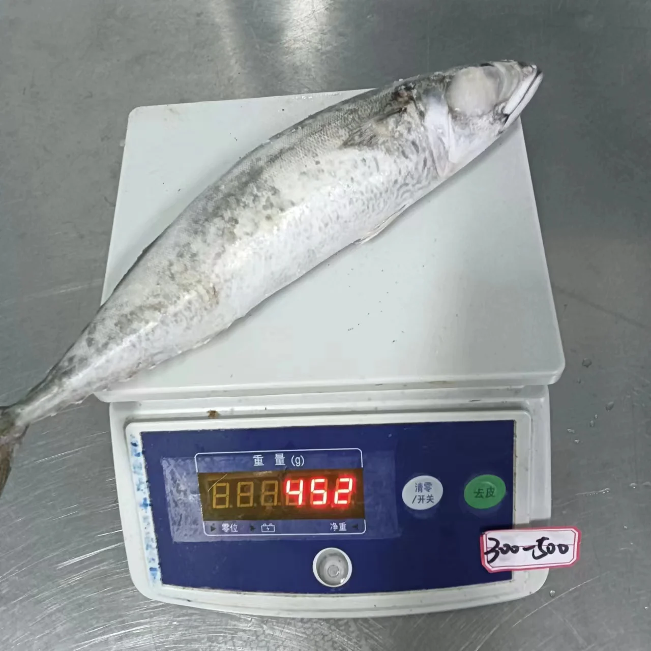 Frozen Pacific Mackerel WR
